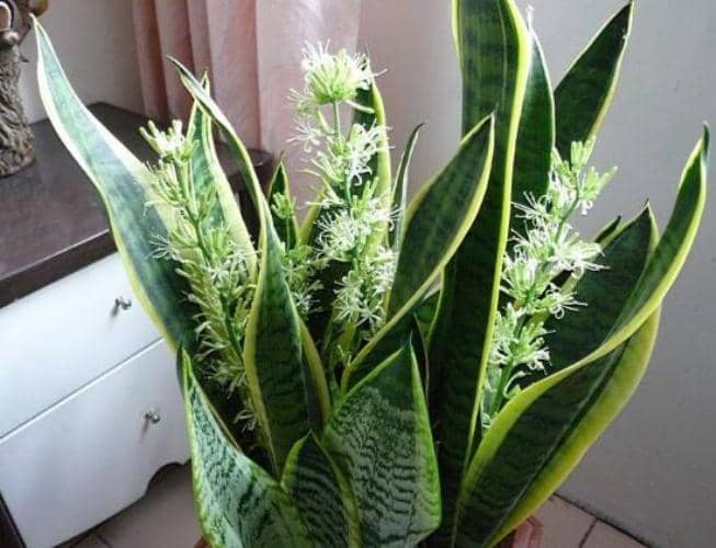 plantas para el baño sansevieria