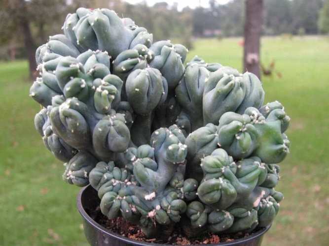 Cereus Forbesii Monstrose - cactus Ming Thing