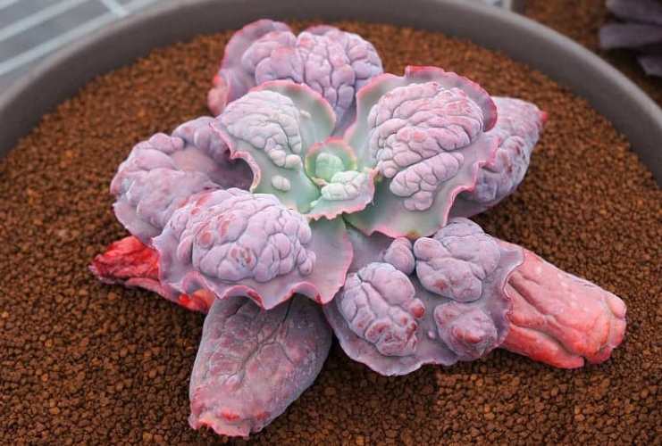 Echeveria 'Barbillion'