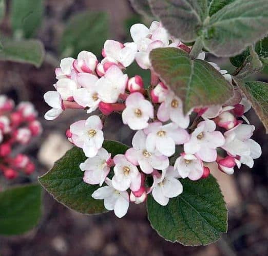 plantas con flores aromáticas Viburnum de especias coreano