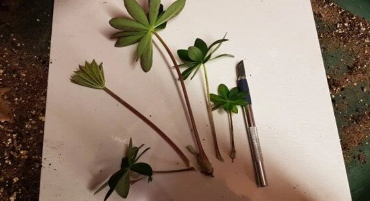 propagar altramuz