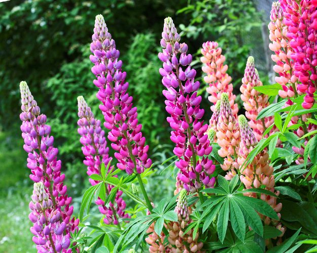 plantas para atraer colibríes lupino
