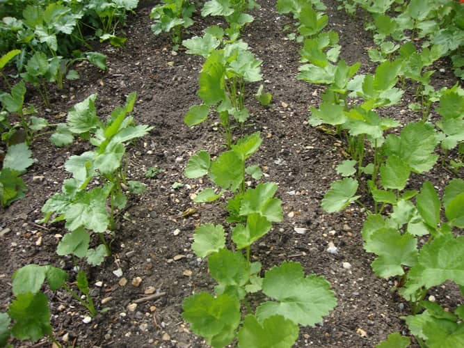 cultivar chirivía