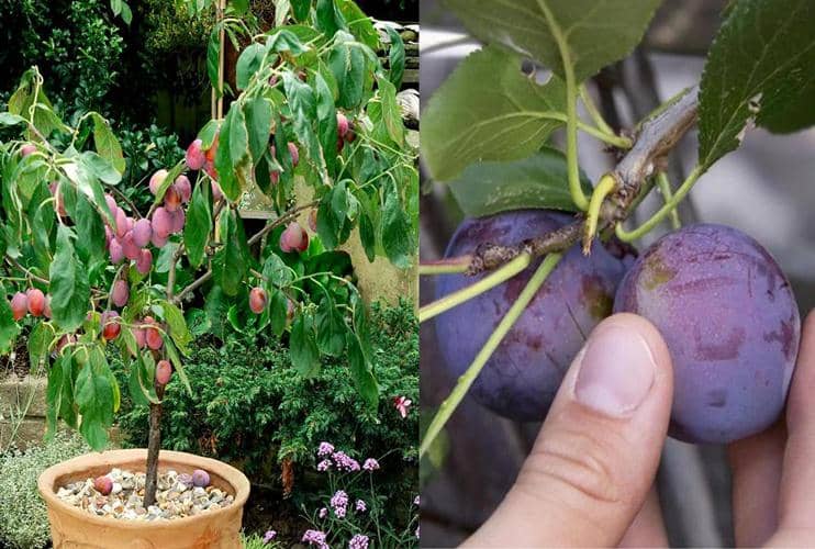 cultivar ciruela en maceta