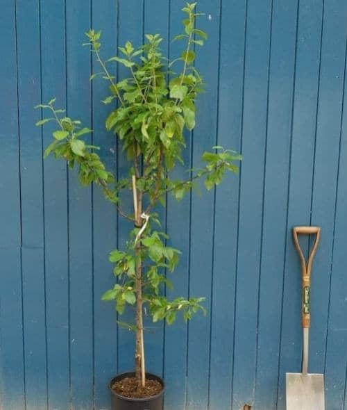 faire pousser des pruniers en pot