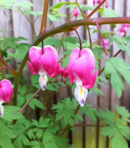 plantas para atraer colibríes corazón sangrante