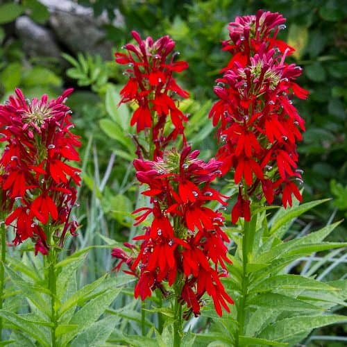 plantas para atraer colibríes flor del cardenal
