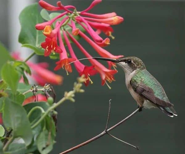 plantas para atraer colibríes madreselva trompeta