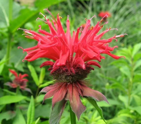 plantas para atraer colibríes bálsamo abeja