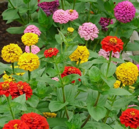 plantas para atraer colibríes zinnia