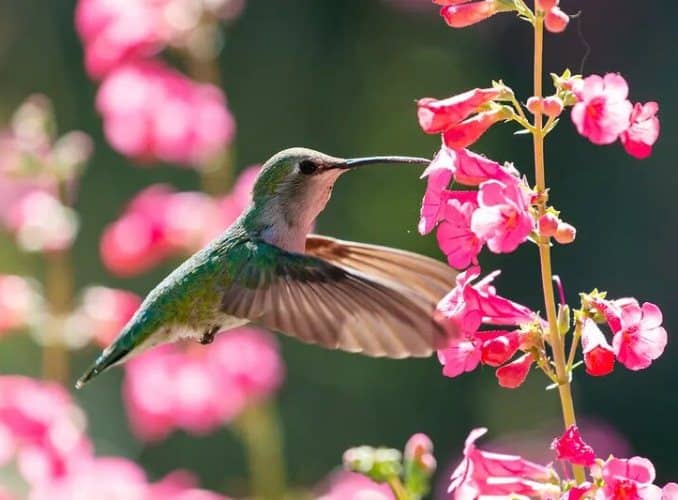 plantes pour attirer les colibris