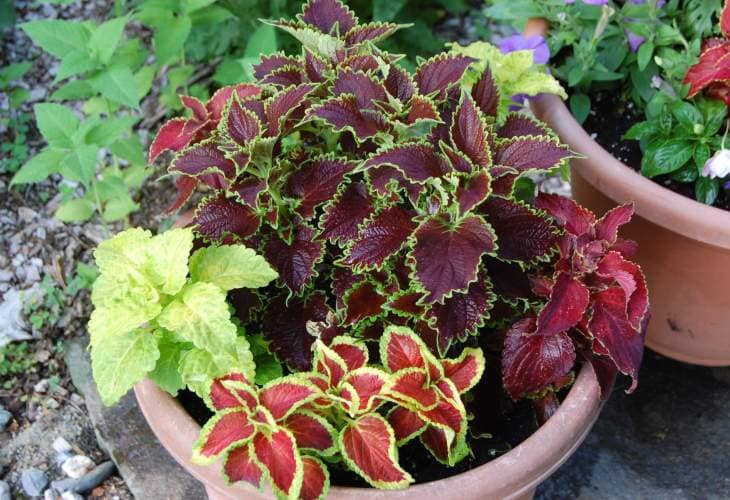 cultivar cretona