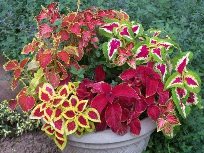 cultivar cretona