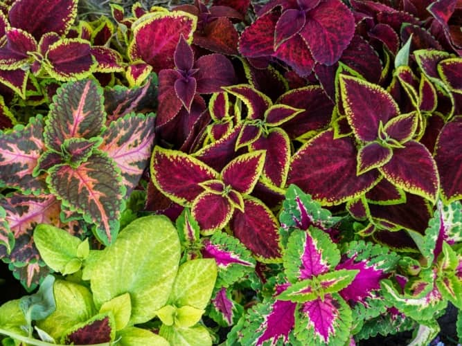 cultivar cretona