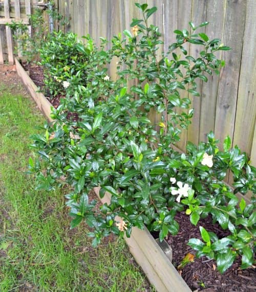 propagar gardenias