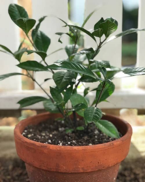 propagar gardenias