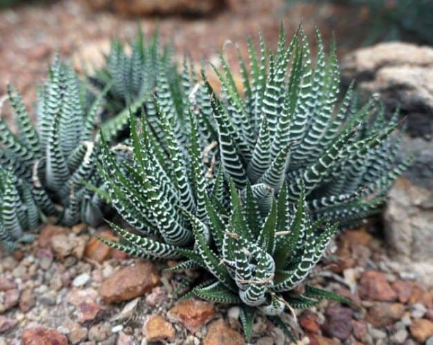 Cactus y suculentas para cultivar a la sombra
