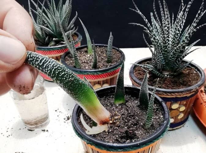Cultiver des plantes à partir de feuilles de cactus zèbre