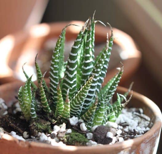 cactus y suculentas de interior