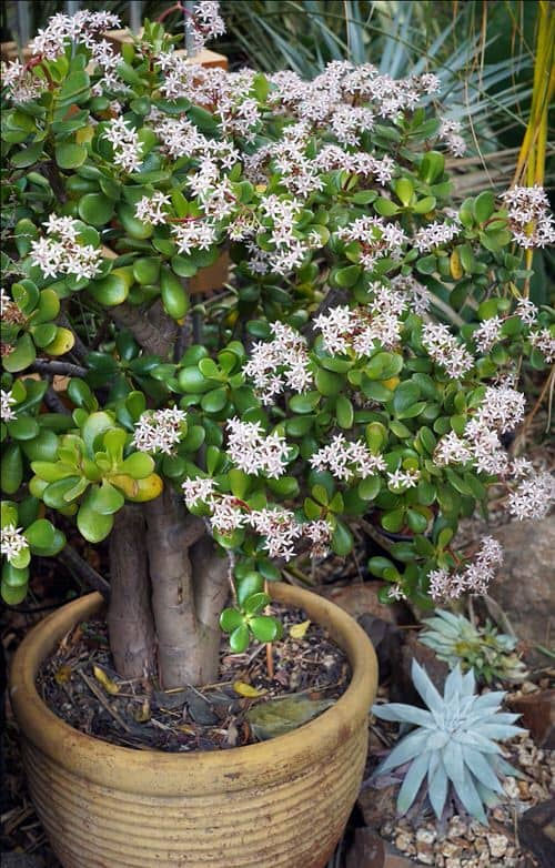 hacer que un árbol de jade florezca