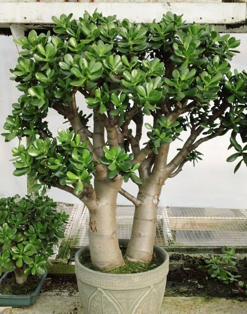 hacer que un árbol de jade florezca reposo vegetativo