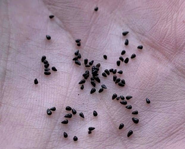 propagar venus atrapamoscas semillas