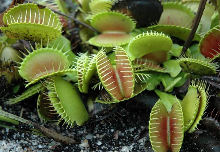 cultivar Venus atrapamoscas