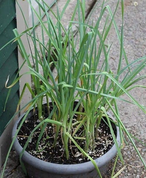 cultivar ajo en maceta