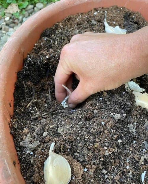 cultivar ajo en maceta