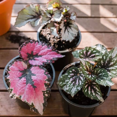 Cómo propagar, cultivar Begonia rex y sus cuidados - Eco Jardín Mágico