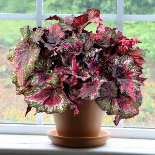 Cómo propagar, cultivar Begonia rex y sus cuidados - Eco Jardín Mágico