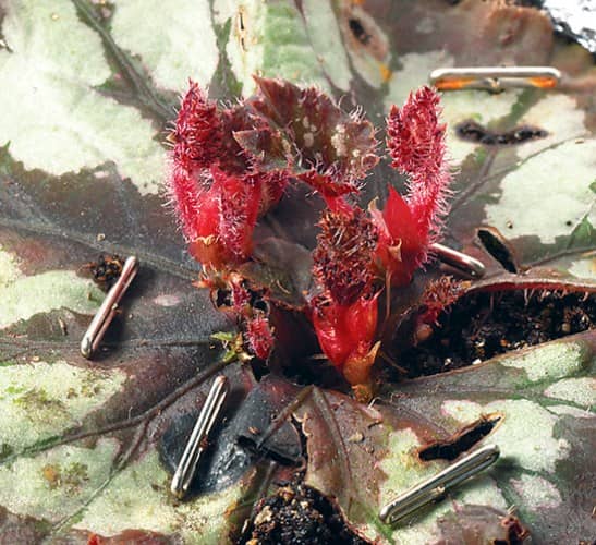 propagar begonia rex