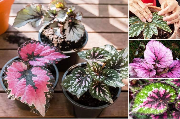 Cómo propagar, cultivar Begonia rex y sus cuidados - Eco Jardín Mágico