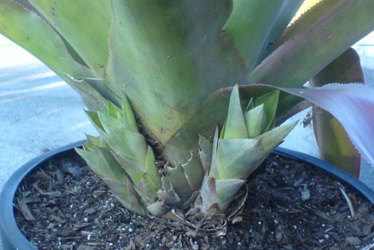 propagar cultivar bromelias