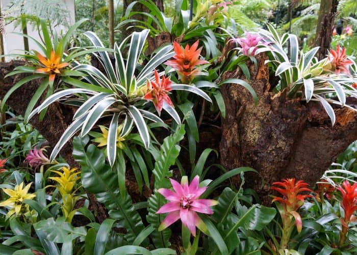 cultivar bromelias