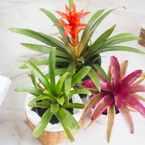 flores de interior