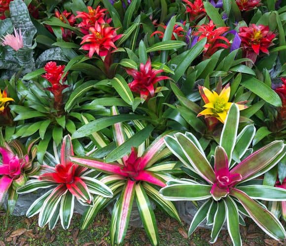 Cómo propagar, cultivar Bromelias y sus cuidados - Eco Jardín Mágico