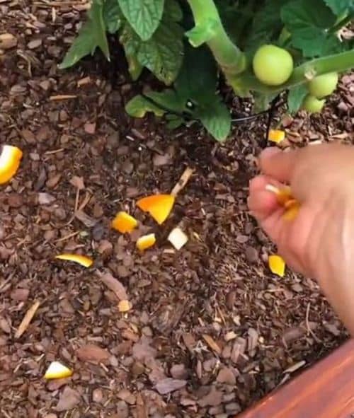Cáscaras de Naranja para ahuyentar plagas de las plantas