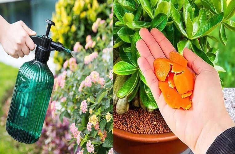 Cáscaras de Naranja para ahuyentar plagas
