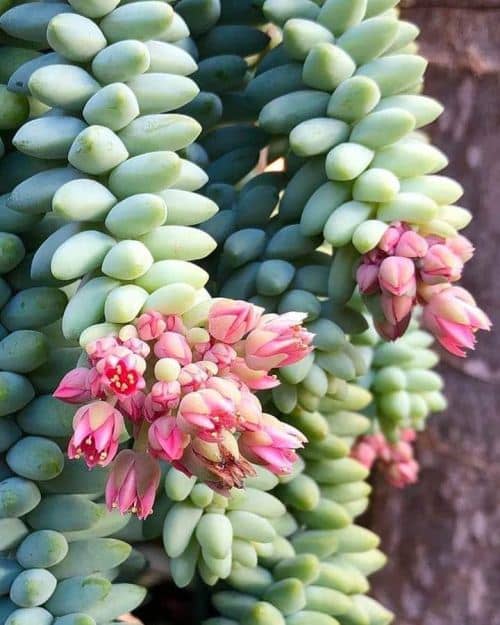 Cactus y suculentas para cultivar a la sombra