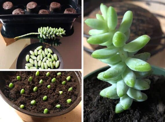 Cómo propagar, cultivar Cola de burro y sus cuidados - Eco Jardín Mágico