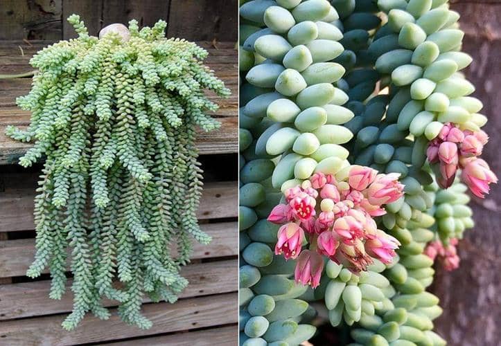Pendentifs cactus et succulentes