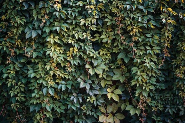 plantas trepadoras para el jardín