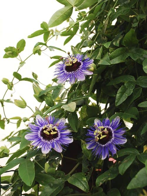 plantas trepadoras para el jardín