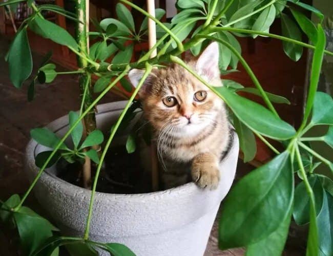 alejar gatos de las plantas