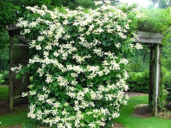 plantas trepadoras para el jardín