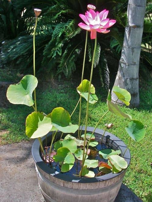 cultivar loto