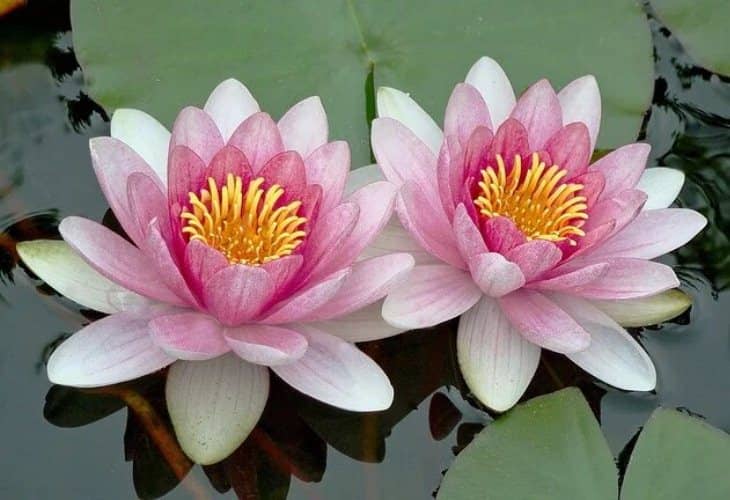 cultivar loto