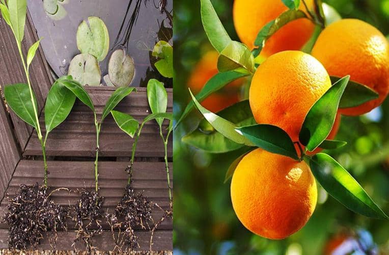 cultivar naranja a partir de esqueje