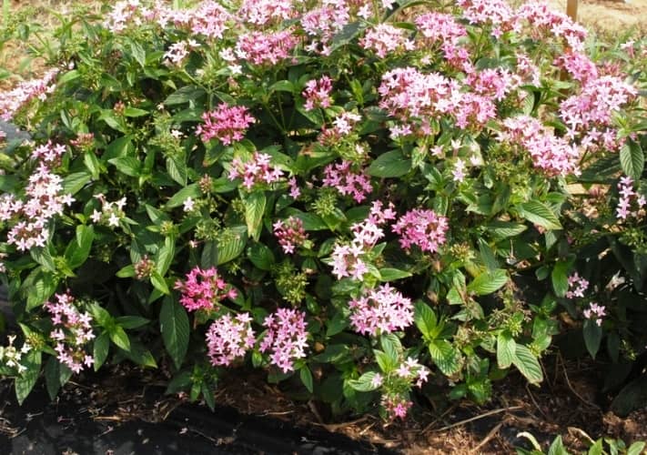 cultivar pentas cuidados